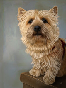 Cairn terrier-portret hond